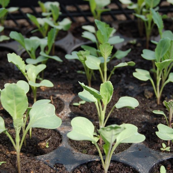 seedling, cabbage, bed-1386653.jpg