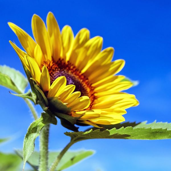 sunflower, flower, plant-1536088.jpg